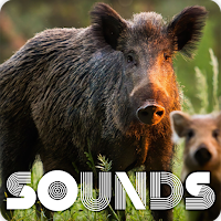 Wild Boar Sound Ringtones