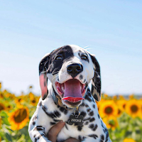 Dalmatian Wallpapers