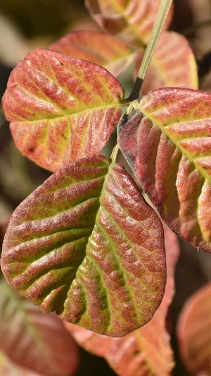 Plant Identification Wallpaper Screenshot 3