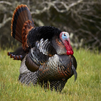 Turkey Sounds