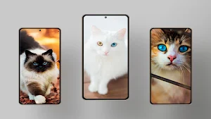 My Cute Cats Wallpapers HD Screenshot 3