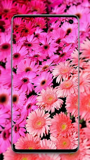pink wallpaper Screenshot 3