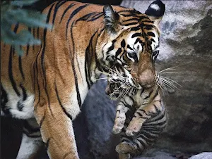 Best Animal Pictures Screenshot 0