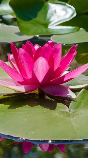 water flower wallpaper Screenshot 0