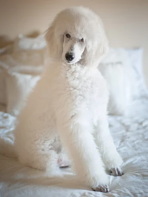 Poodle Dog Wallpaper HD Screenshot 3
