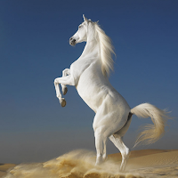 Horse wallpaper HD
