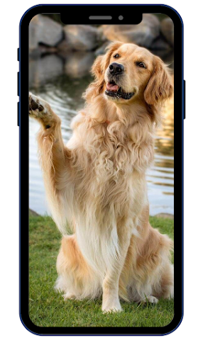 Golden Retriever Wallpapers Screenshot 0