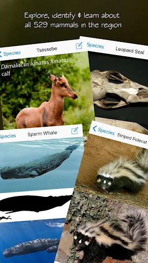Stuarts' Southern African Mammals 5th Ed Screenshot 0