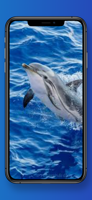 Dolphin Wallpapers 4k HD Screenshot 3