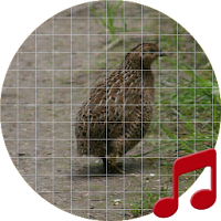 Quail Calling Sounds