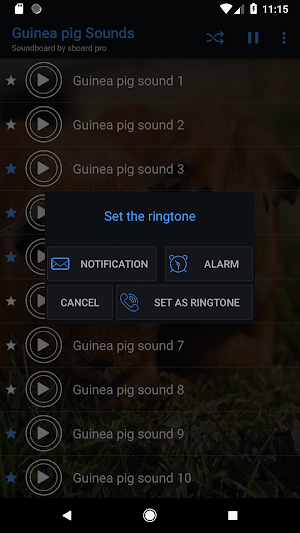 Guinea pig Sounds ~ Sboard.pro Screenshot 2