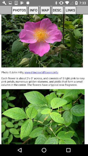 New York Wildflowers Screenshot 3