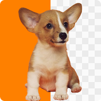 AI Photo Background Remover