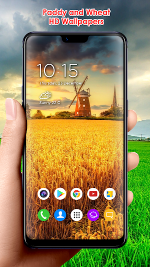 Paddy and Wheat HD Wallpapers Screenshot 3