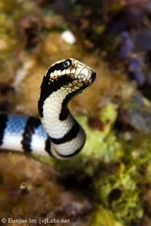 Banded Krait Snake Wallpapers Screenshot 3