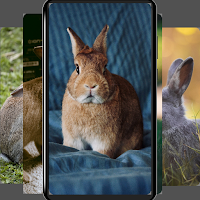 Rabbit wallpapers-4k animals