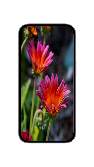 WildFlower Seeds : Wildflower Screenshot 3