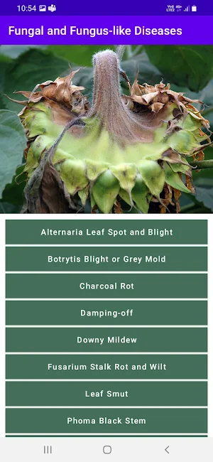 SDIC - Sunflower Diseases Screenshot 2