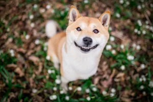 Shiba Inu Dog Wallpaper HD Screenshot 1
