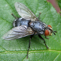 Fly Sounds
