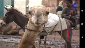 Sounds and Colours - Eritrea 1 Screenshot 3