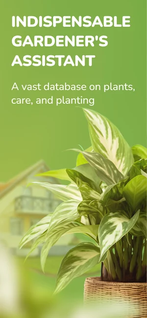 My Garden:plant identification Screenshot 0