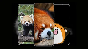 Red Panda Wallpaper Screenshot 0