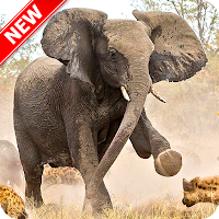Elephant Wallpaper