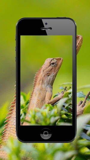 Lizard Wallpapers and Backgrounds Screenshot 0