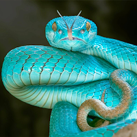 Snake Sounds