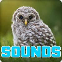 Barrel Owl Sounds Effect