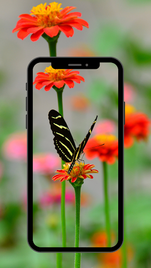 Butterfly wallpaper 4K, UHD Screenshot 2