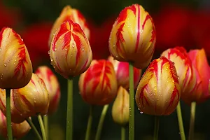 Tulip Flower Wallpaper HD Screenshot 2