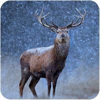 Beautiful Snowfall Wallpapers