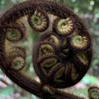 Te Pūkenga Atawhai