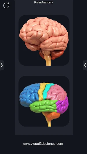 Brain Anatomy Pro. Screenshot 0