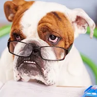 Bulldog Wallpapers