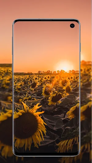 Sunflower Wallpaper Screenshot 3