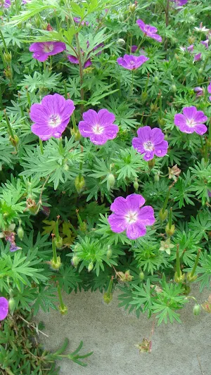 Geranium Wallpaper Screenshot 1