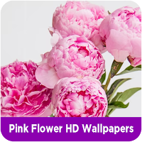 Pink Flower HD Wallpapers