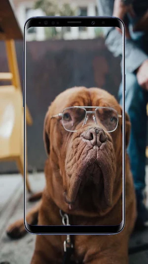 Dog Wallpapers Screenshot 0