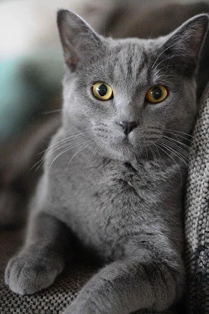 Lindos Gatitos😍Cat HD Wallpaper Screenshot 2