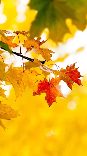 Leaf Wallpapers Screenshot 0
