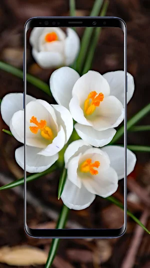 Crocus Flower Wallpapers Screenshot 1