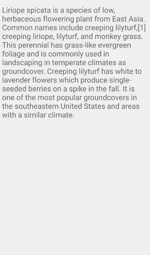 Lilyturf Groundcover Flower Screenshot 1