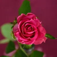 Flowers Wallpaper - Collection 1