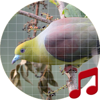 Green pigeon sounds ~ Sboard.pro