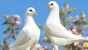 Pigeons Bird Wallpaper Screenshot 1