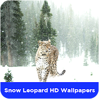 Snow Leopard HD Wallpapers