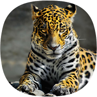 Jaguar Sounds